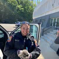 <p>Nassau County Police officers rescued a kitten that was trapped in a window well for two days.</p>