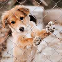 Owner Of Northern Westchester Not-For-Profit Dog Rescue Group Accused Of Stealing Money