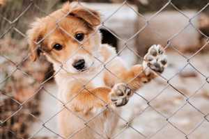 Owner Of Northern Westchester Not-For-Profit Dog Rescue Group Accused Of Stealing Money