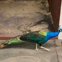 Missing A Peacock? This One Is Wandering Around In Northern Westchester