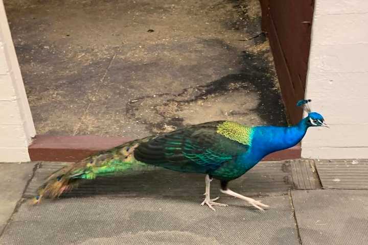 Missing A Peacock? This One Is Wandering Around In Bedford