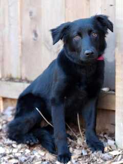 Sophie is SPCA Pet Of The Week