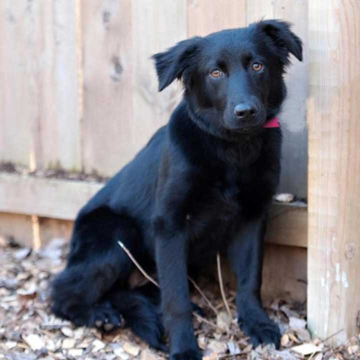 Sophie is the Pet of the Week for the SPCA of Westchester. She is looking for a new home.