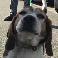 Westchester Man Faces Animal Cruelty Charge After Good Samaritan Reports Badly Injured Beagle