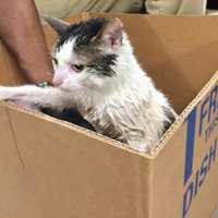 Woman Accused Of Putting Cat Down Trash Compactor Of Building In Westchester