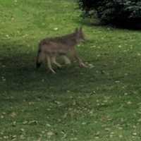 Photos: New Coyote Sighting Reported In Westchester Backyard