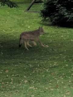 Photos: New Coyote Sighting Reported In Westchester Backyard