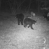 Photos: Residents Bear Down As Mama, Cub, Rummage Through Trash Cans In Area