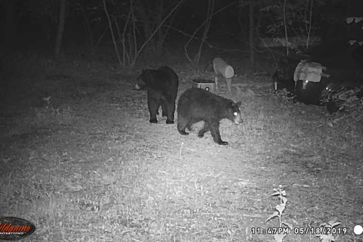 Photos: Residents Bear Down As Mama, Cub, Rummage Through Trash Cans In Area