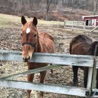 Man Charged With Animal Cruelty After Neglected Thoroughbred Horses Found In Putnam