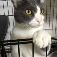 Need A New Best Friend? Westchester SPCA Highlights Pets Of Week