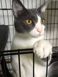 Need A New Best Friend? Westchester SPCA Highlights Pets Of Week