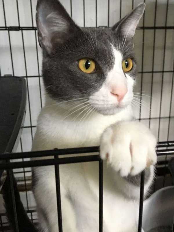 Need A New Best Friend? Westchester SPCA Highlights Pets Of Week