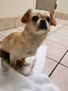 Long Island Woman Faces Animal Neglect Charge