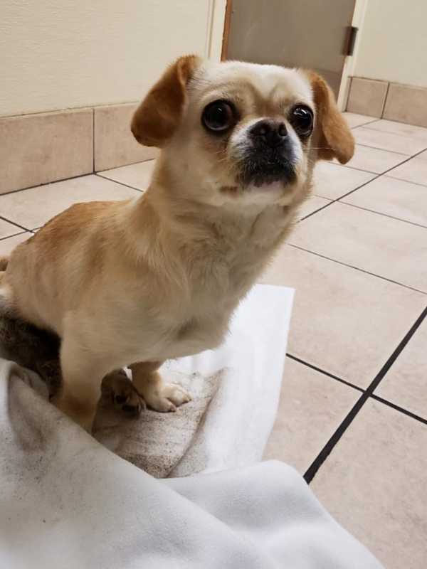 Long Island Woman Faces Animal Neglect Charge