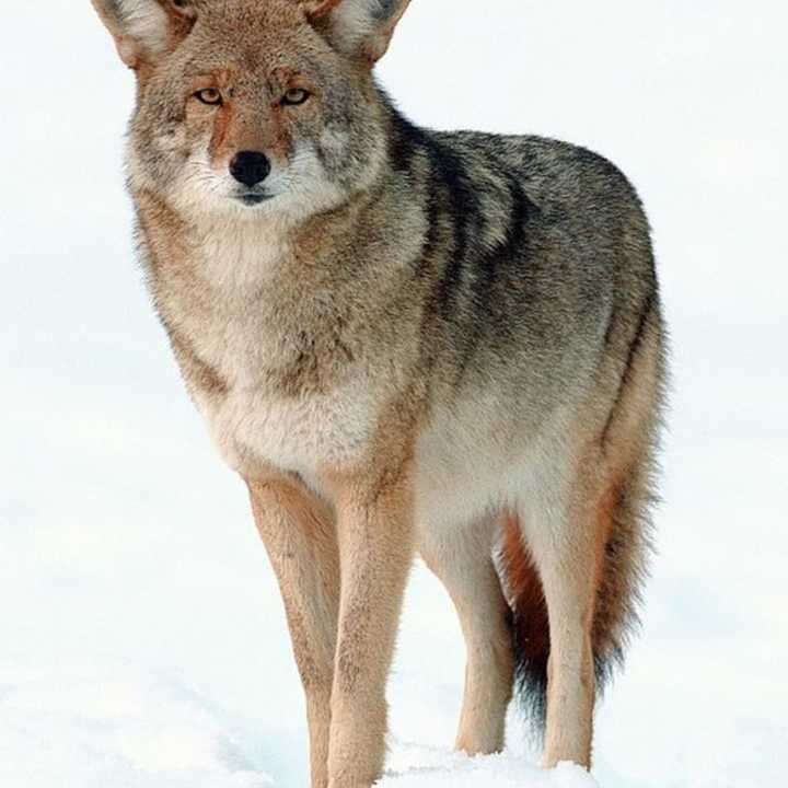 A coyote