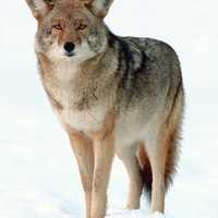 <p>New Canaan police warned residents to keep a close eye on their dogs and other pets after a close encounter between a dog and coyote on Tuesday.</p>