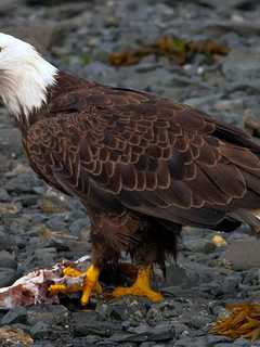 Bald Eagle Caught On Camera In Redding