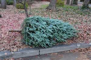 Danbury To Begin Picking Up Christmas Trees For Recycling