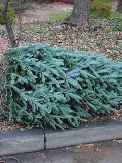 Danbury Sets Christmas Tree Pick Up Schedule