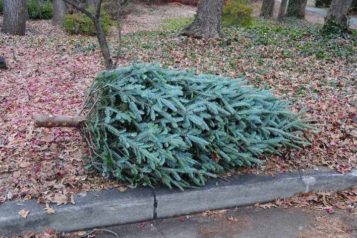 Danbury To Begin Picking Up Christmas Trees For Recycling