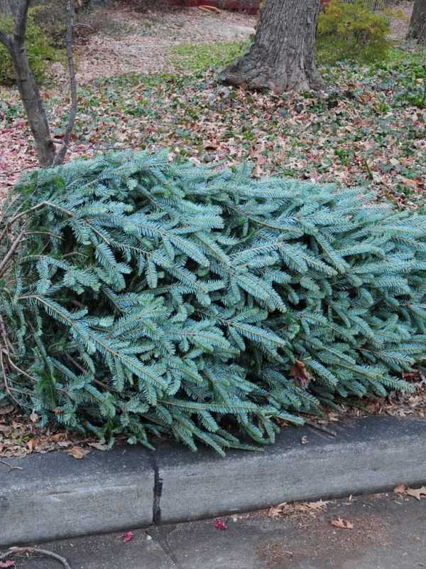 Danbury Sets Christmas Tree Pick Up Schedule