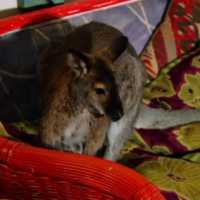 Missing North Salem Wallaby Spotted Twice In One Day