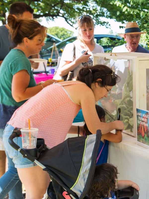 Stony Kill Farm Hosting Butterfly Festival