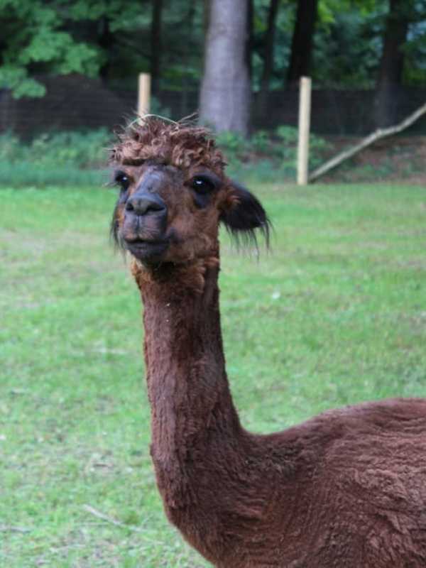 Come Meet Alpacas In Pleasant Valley