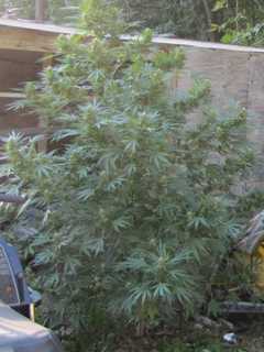 Dover Man Charged With Growing 14 Marijuana Plants