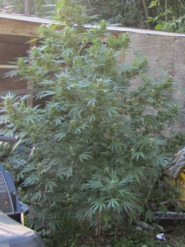 Dover Man Charged With Growing 14 Marijuana Plants