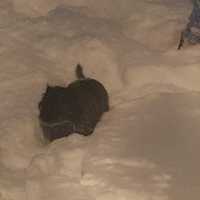 <p>A dog braves the snow in Cortlandt Manor.</p>