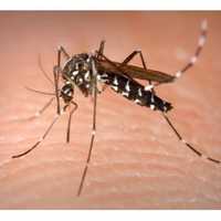 <p>To ensure the safety of Connecticut residents regarding the Zika virus, the governor and state agencies are planning for any contingencies that may arise. To date, no cases of Zika virus have been identified in the state.</p>