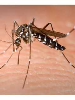 New Case Of Zika Virus Detected In Hudson Valley