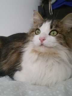 Search Continues For Suzy The Cat From Carmel