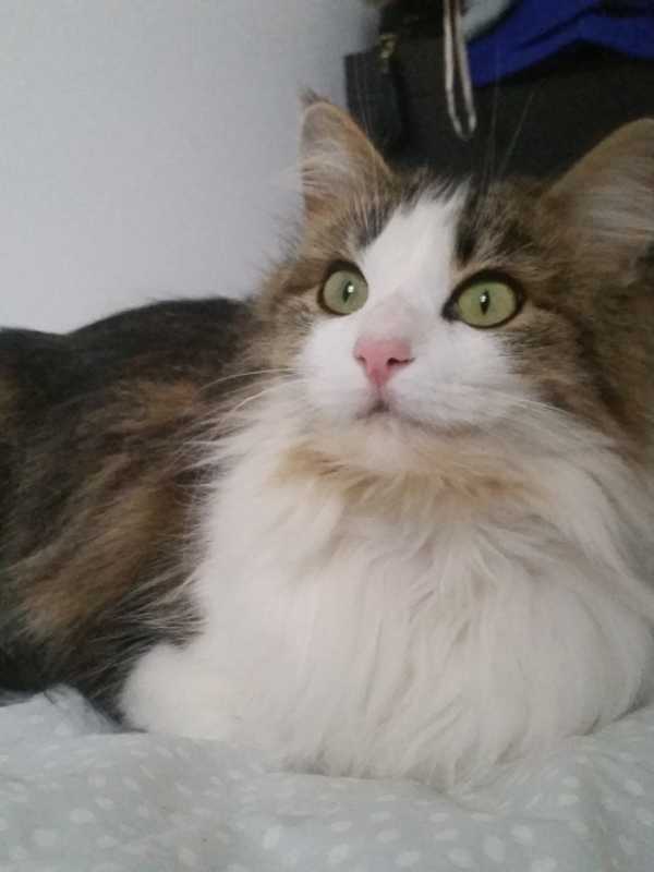 Search Continues For Suzy The Cat From Carmel