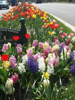 Spring Showers Bring Abundance Of May Flowers To Route 127
