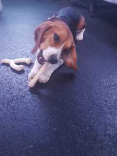 He's Not 'Snoopy' But Close: Friendly Danbury Beagle Is Up For Adoption