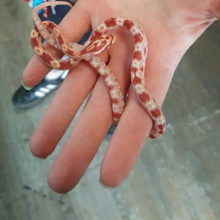 A teen purchased an albino corn snake, identical to this one, before killing it in the Lodi parking lot of NJ Exotic Pets, store officials told Daily Voice.