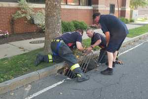 Danbury Firefighters Come To The Rescue As Ducklings Go Down The Drain