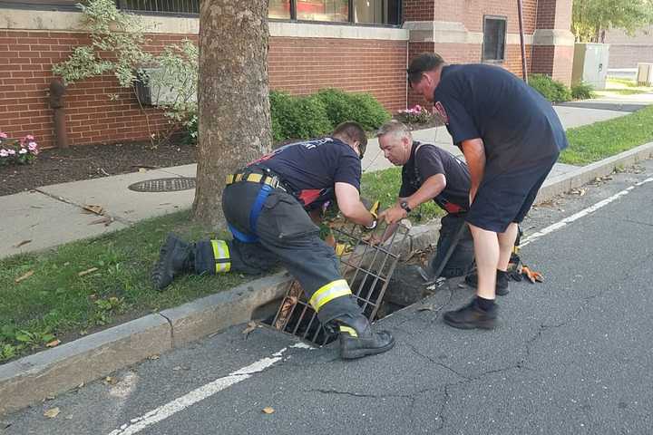 Danbury Firefighters Come To The Rescue As Ducklings Go Down The Drain