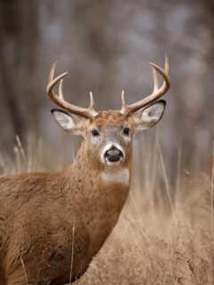 State Increases Fines For Hunting Deer Out Of Season
