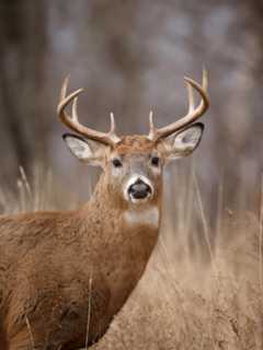 Here's How Many Deer NY Hunters Killed This Fall, Marking Increase For Third Straight Year