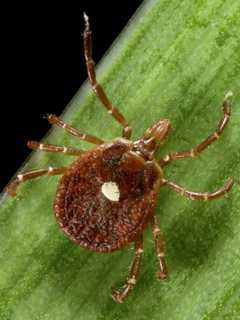 Population Of Lone Star Ticks Found On Norwalk's Manresa Island