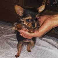 <p>Luna, an 18-month-old teacup Yorkie, was last seen on Wildwood Street in Yorktown Heights on Tuesday.</p>