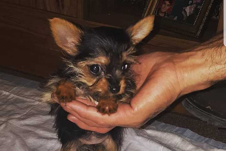 Seen Her? Yorkie Puppy Goes Missing In Yorktown