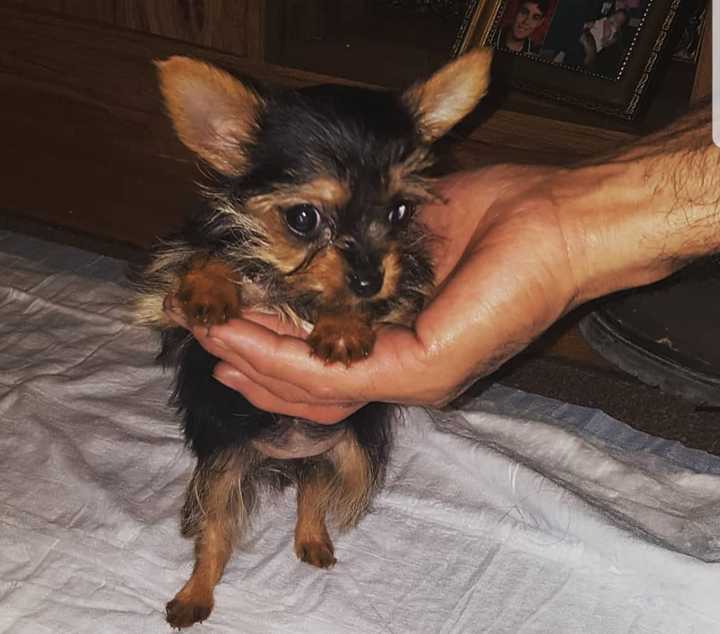 Luna, an 18-month-old teacup Yorkie, was last seen on Wildwood Street in Yorktown Heights on Tuesday.