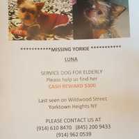 <p>The Valez family has distributed posters like this one throughout northern Westchester in search of Luna, a service dog that went missing on Tuesday. The poster offers a $300 reward.</p>