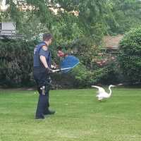 <p>A Suffolk County officer attempts to save an injured egret.</p>