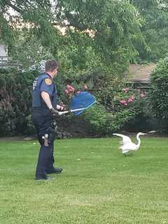 Photos: Egret Unable To Fly Or Walk Rescued In West Babylon